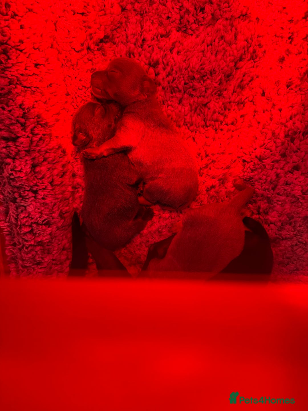 Chihuahua dogs for sale: KC Reg short-hair Chihuahua apple-headed puppies - Advert 22