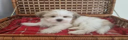 Lhasa Apso dogs for sale: KC registered Lhasa Apso Puppies 3 available  - Advert 4