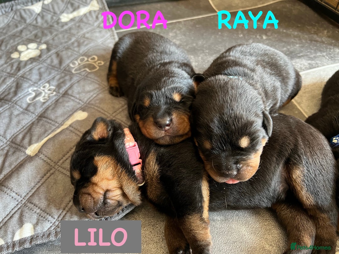 Rottweiler dogs for sale: Family bred and loved Rottweiller puppies - Image 2
