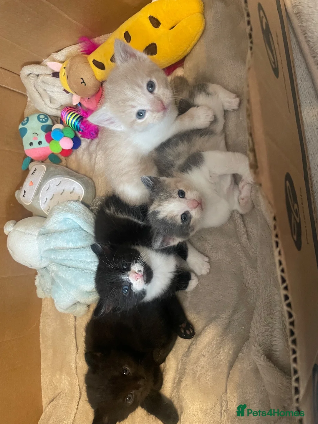 Domestic Shorthair cats for sale: Kittens  in Brierley Hill - Advert 15