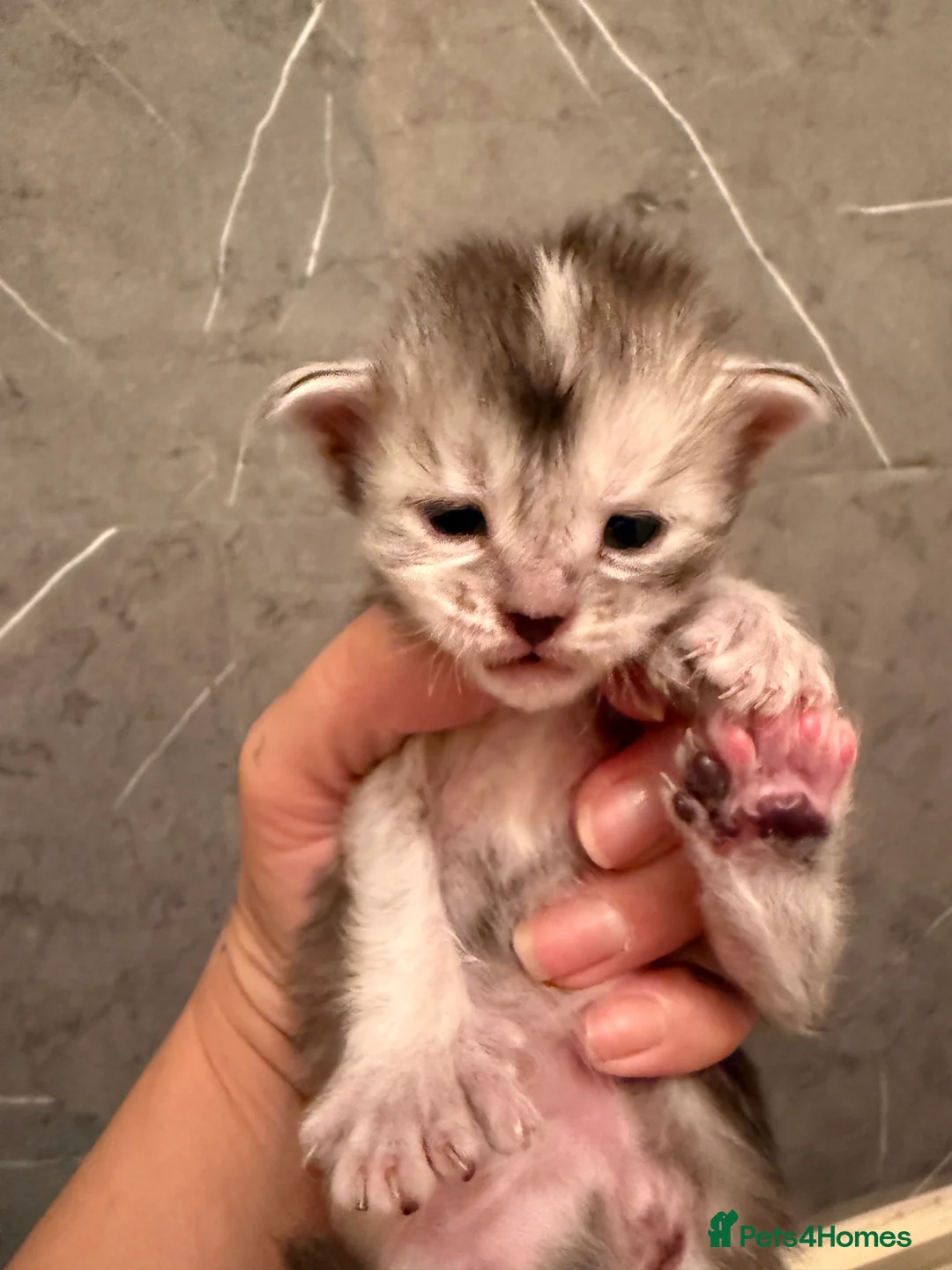 Maine Coon cats for sale: 👑 Stunning pedigree Maine coon kittens 👑  - Advert 13