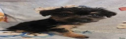 Mixed Breed dogs for sale: Jack russell x yorkshire terrier  - Advert 3