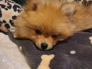 Pomeranian dogs Pomeranian puppies ready now 1 male left! - Advert 4