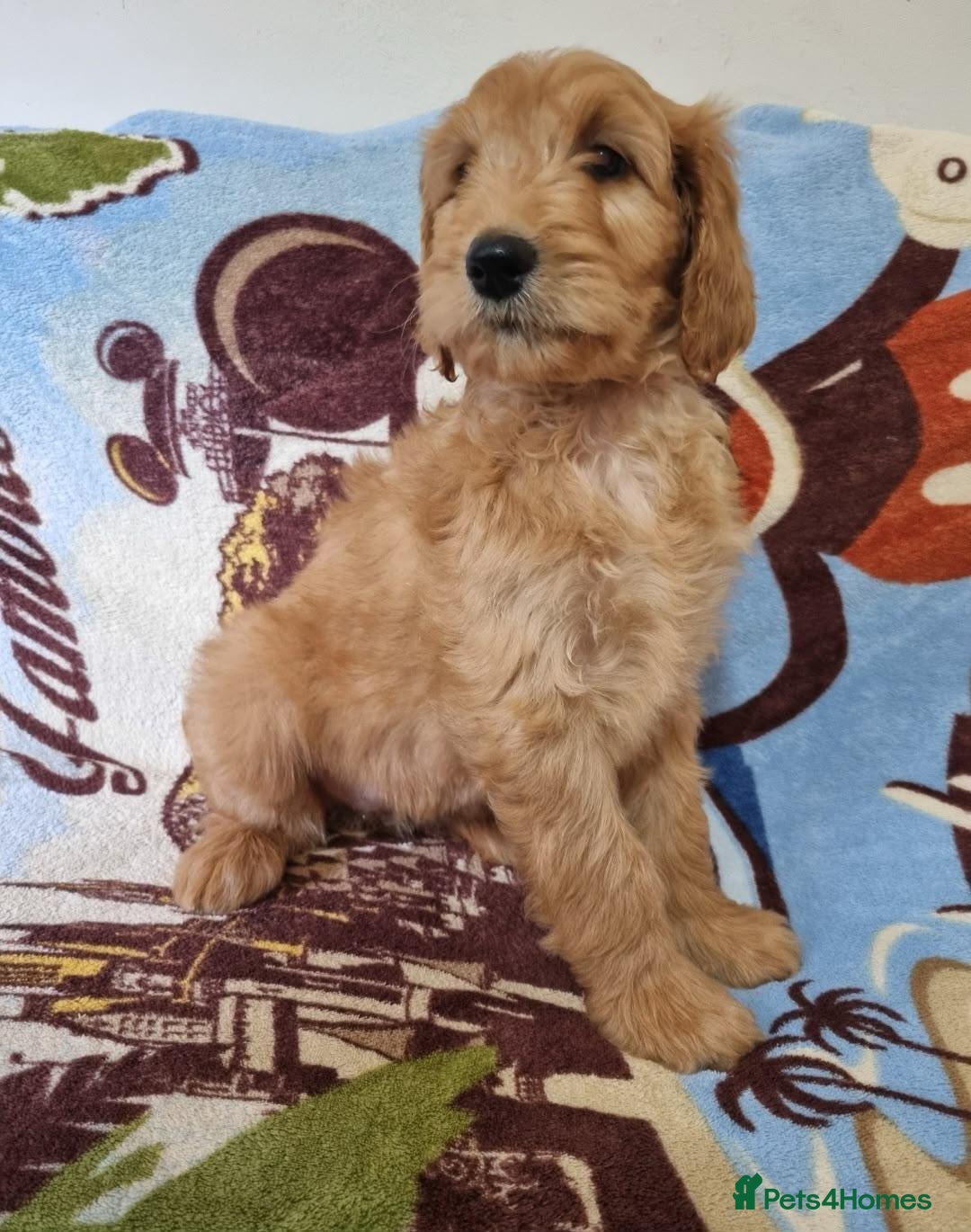 Goldendoodle dogs Last Girl! Last Boy! F2b Goldendoodle puppies  - Advert 4