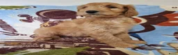 Goldendoodle dogs for sale: READY NOW Last Remaining F2b Goldendoodle puppies  - Advert 6
