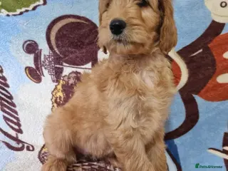 Goldendoodle dogs Last Girl! Last Boy! F2b Goldendoodle puppies - Advert 4