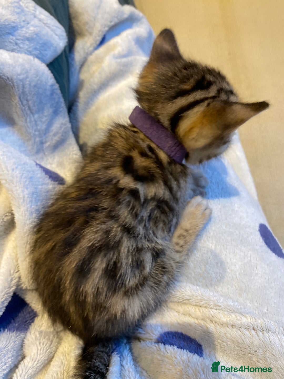 Bengal cats for sale: BEAUTIFUL BENGAL CROSS KITTENS-TWO GIRLS LEFT  - Advert 22