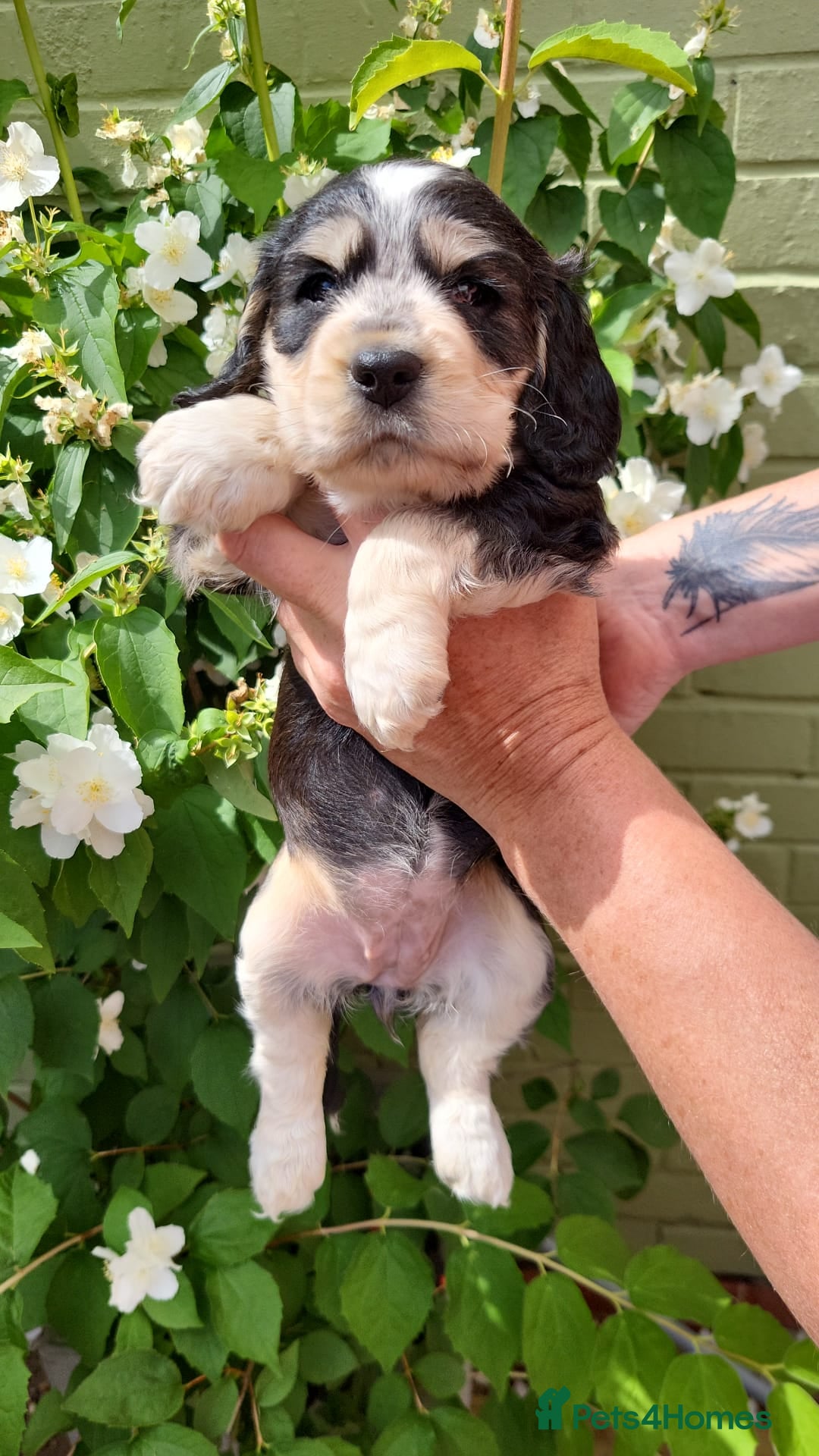Cocker Spaniel dogs Cocker spaniel - Advert 15