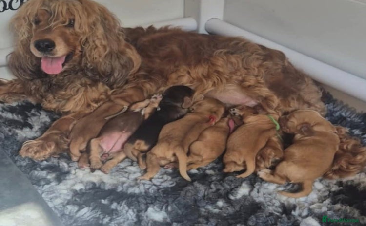 Cocker Spaniel dogs - Advert 3