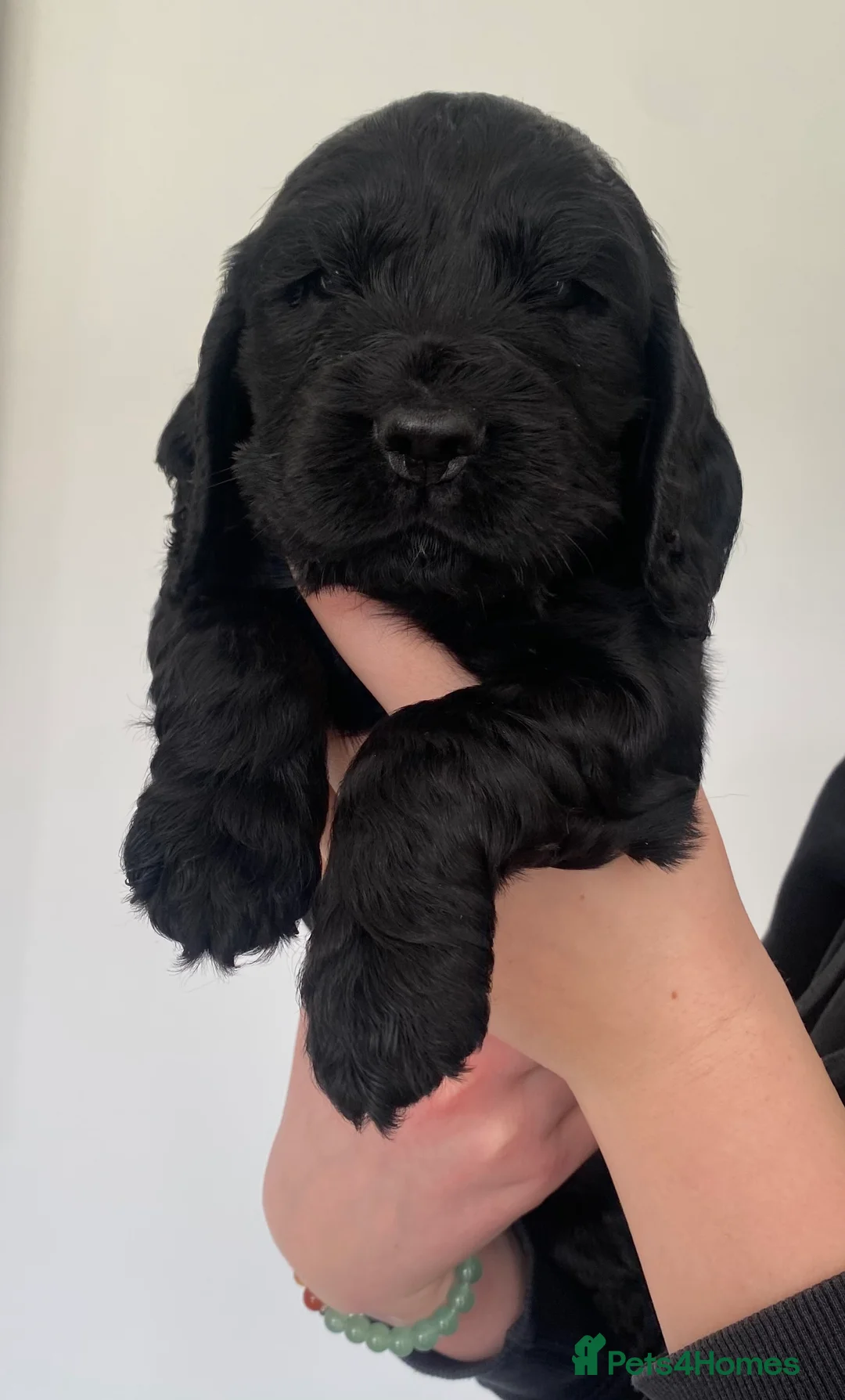 Cocker Spaniel dogs for sale: Cocker Spaniel Show Type Puppies  - Advert 18