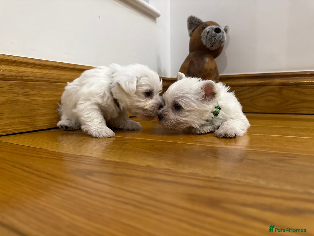 West Highland Terrier dogs for sale: KC REGISTERED Boys - Advert 1