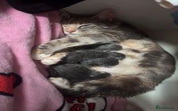 Mixed Breed cats for sale: British short hair cross kittens - Image 13