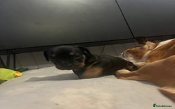 Mixed Breed dogs for sale: Miniature dachshund X French bulldog  - Image 35
