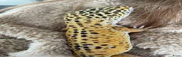 Leopard Gecko reptiles for sale: Leopard Gecko  - Advert 7