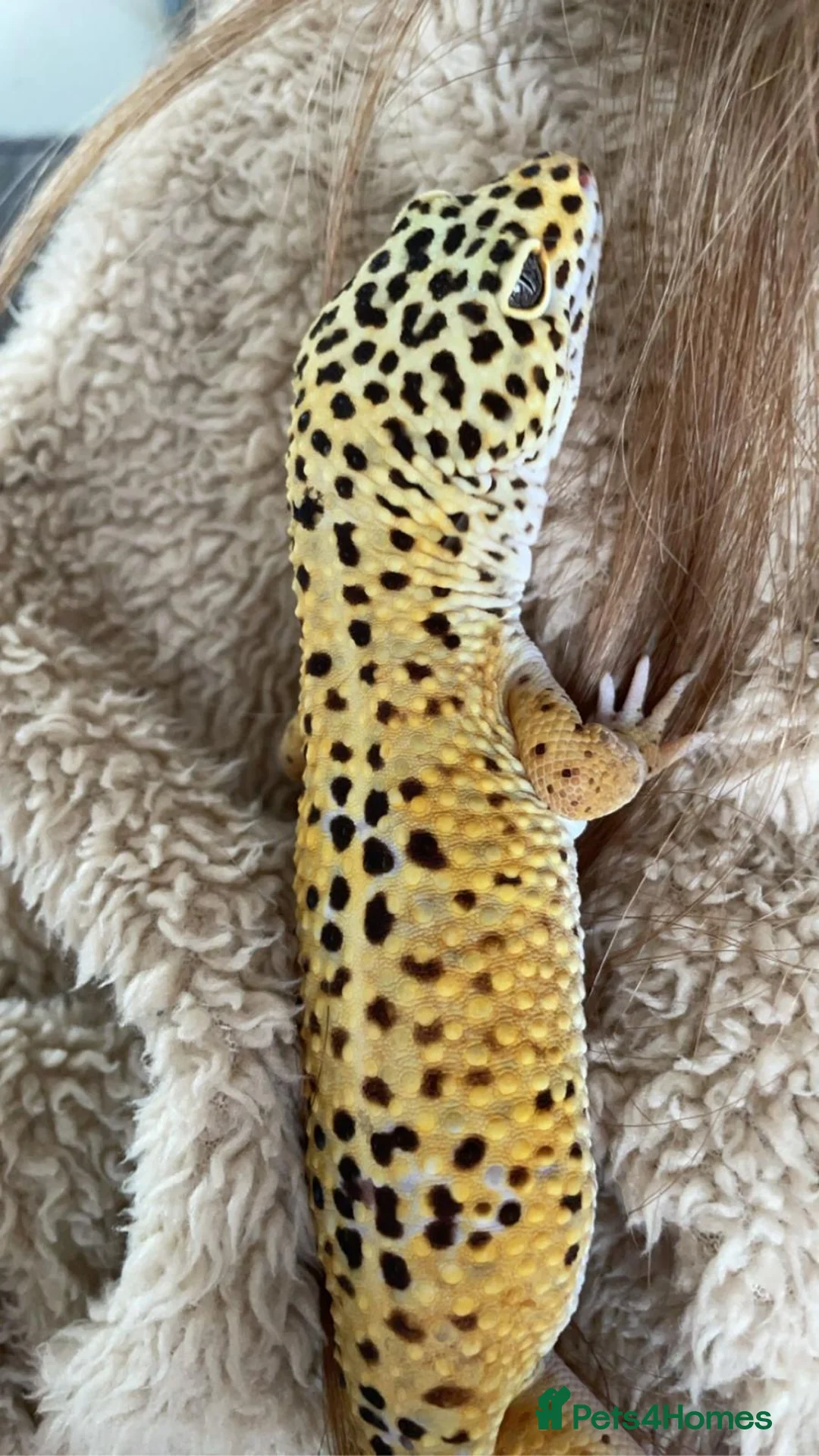 Leopard Gecko reptiles for sale: Leopard Gecko  - Advert 7