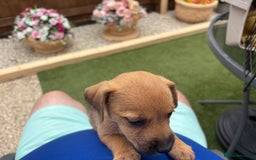 Jack Russell dogs for sale: Jack Russell puppies - Image 8