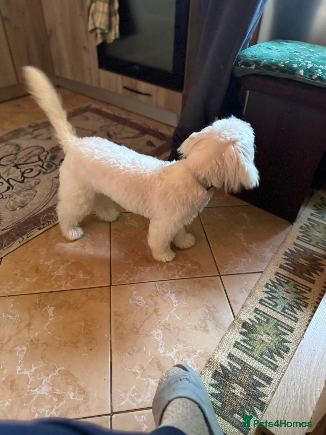 Bichon Frise dogs for adoption: Meet PACO - a Lovely little boy, for a Loving Home - Advert 3