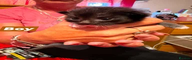 Ragdoll 2