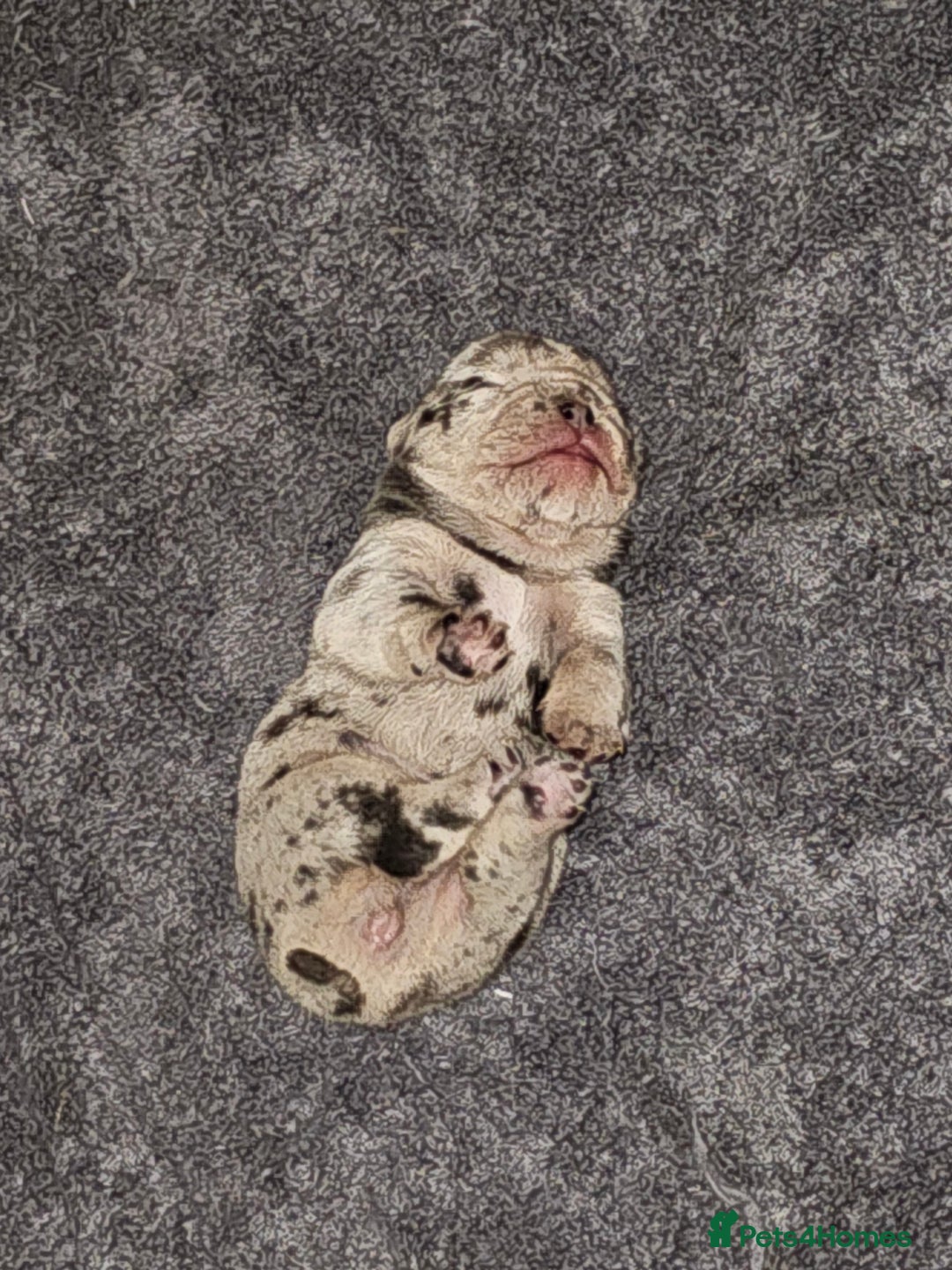 Mixed Breed dogs for sale: Micro exotic,s. - Advert 18