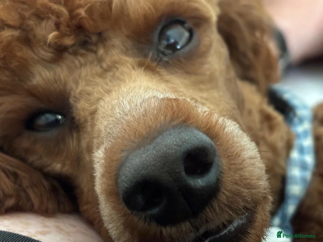 Miniature Poodle dogs for stud: Sweet Mini Poodle Stud – Archie | KC Reg & Tested - Advert 8