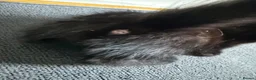 Mixed Breed cats for sale: 3 lovely kittens litter trained and on dry food - Advert 15