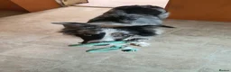 Border Collie dogs for adoption: Nate - Merle Collie for Adoption in Highbridge - Advert 4