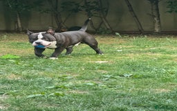 American Bully dogs for stud: American bully pocket - Image 7