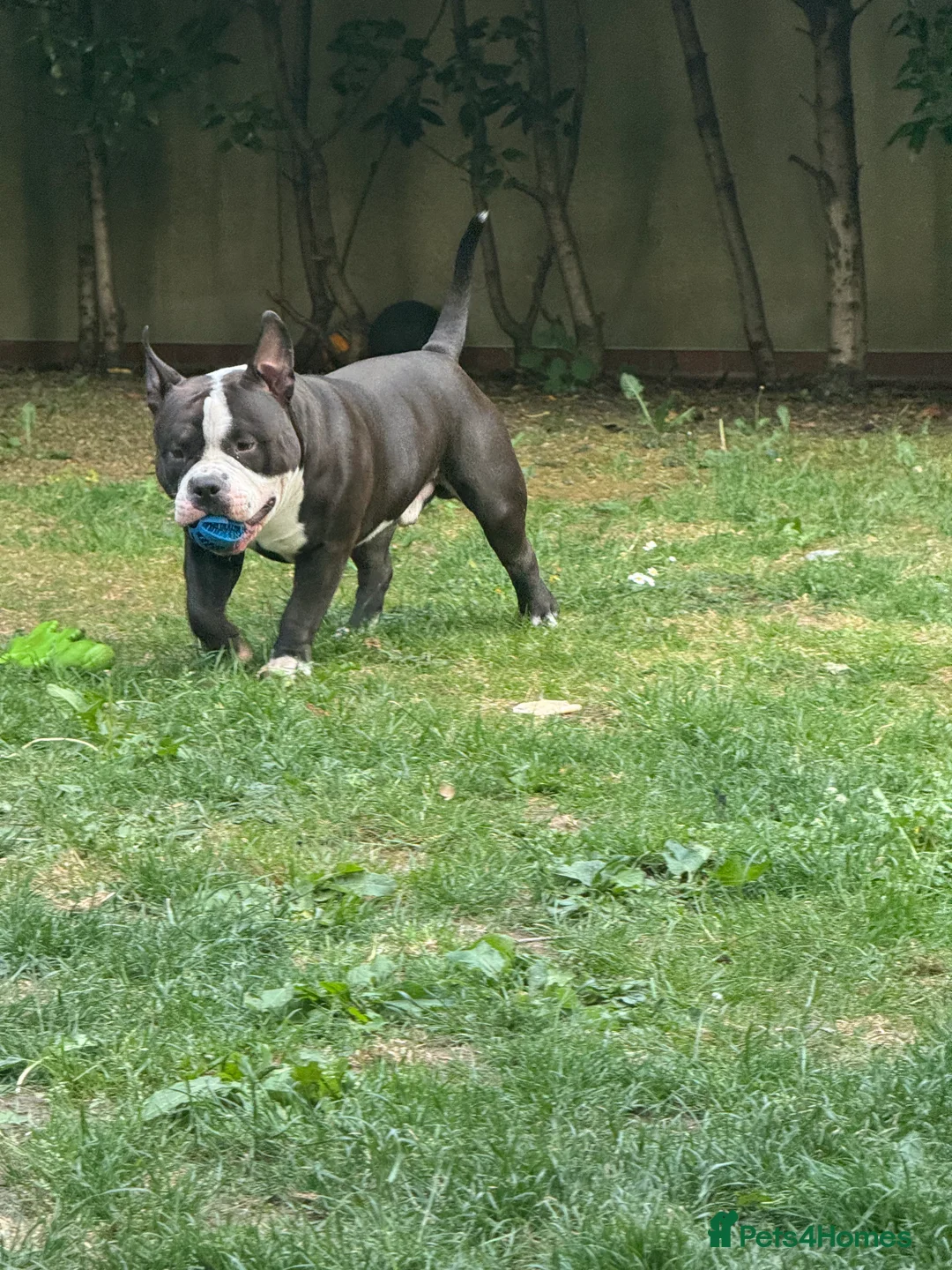 American Bully dogs for stud: American bully pocket - Advert 7