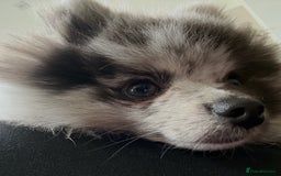 Pomeranian dogs for stud: Stud duties - Image 2