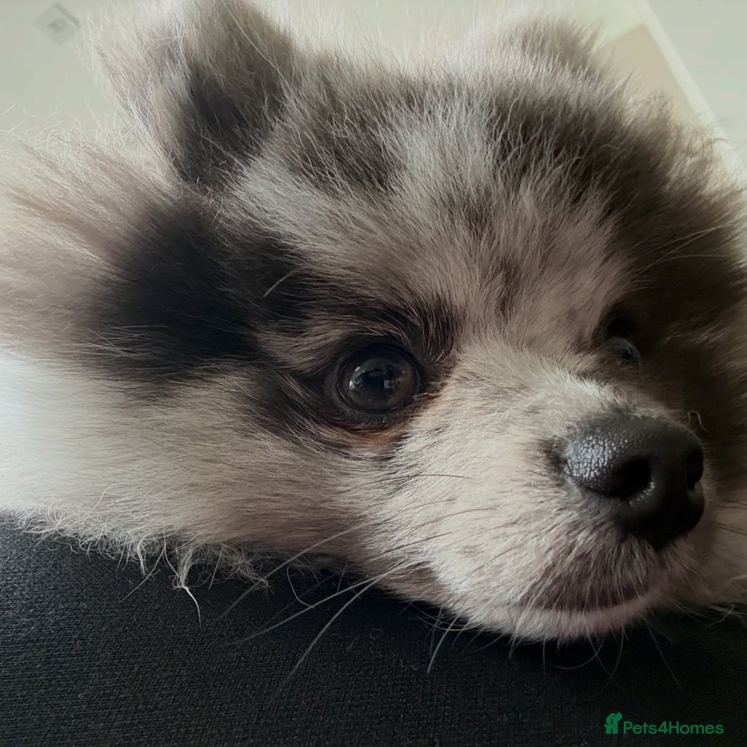 Pomeranian dogs for stud: Stud duties - Image 2