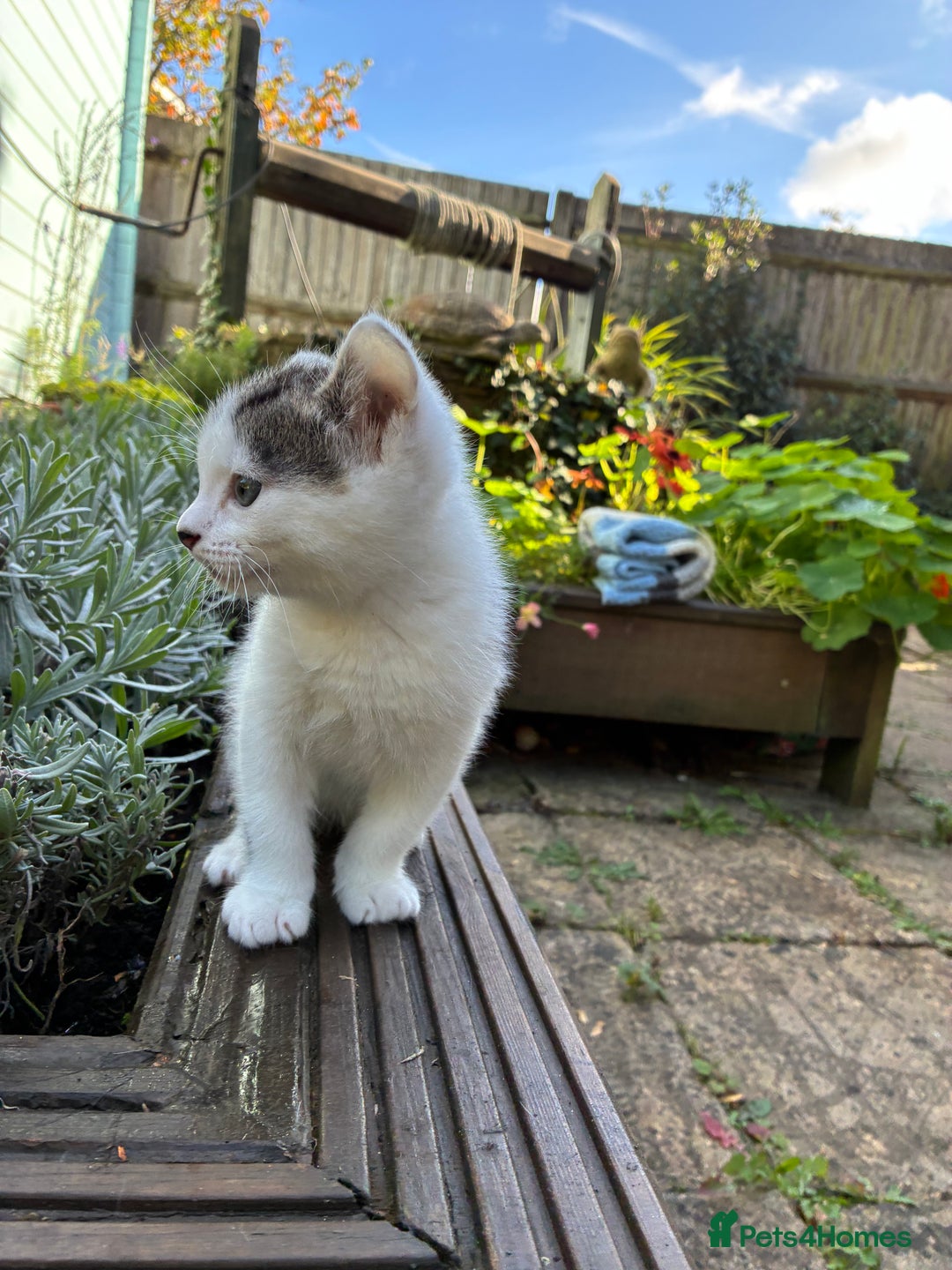 Mixed Breed cats for sale: Adorable Playful Happy Mixed breed kittens - Image 11