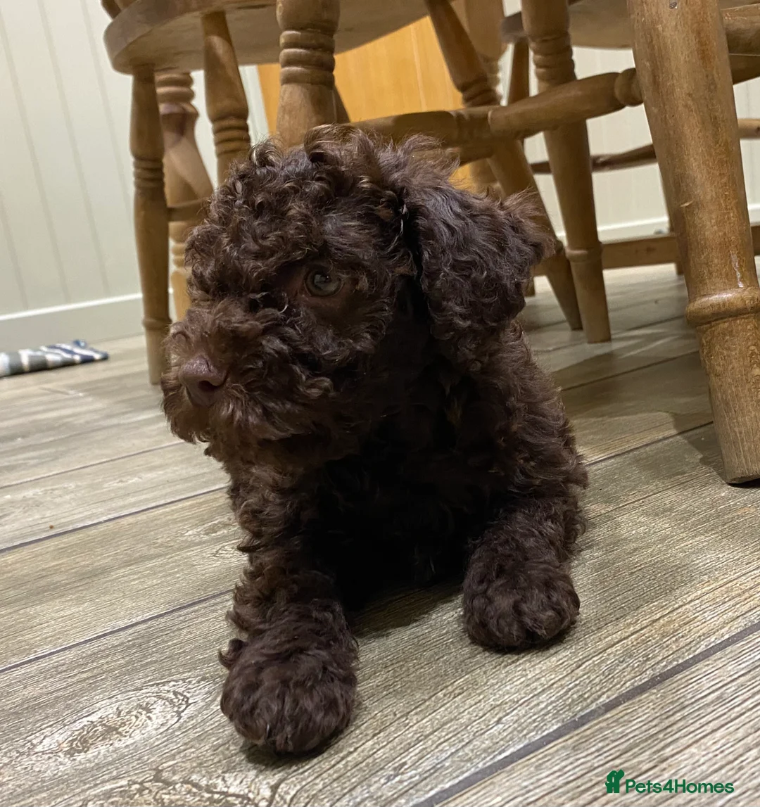 Lagotto Romagnolo dogs for sale: Lagotto romagnolo Puppies  - Advert 4