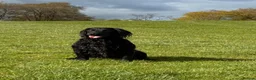 Sprocker dogs for sale: Working sprocker spaniel - Advert 7