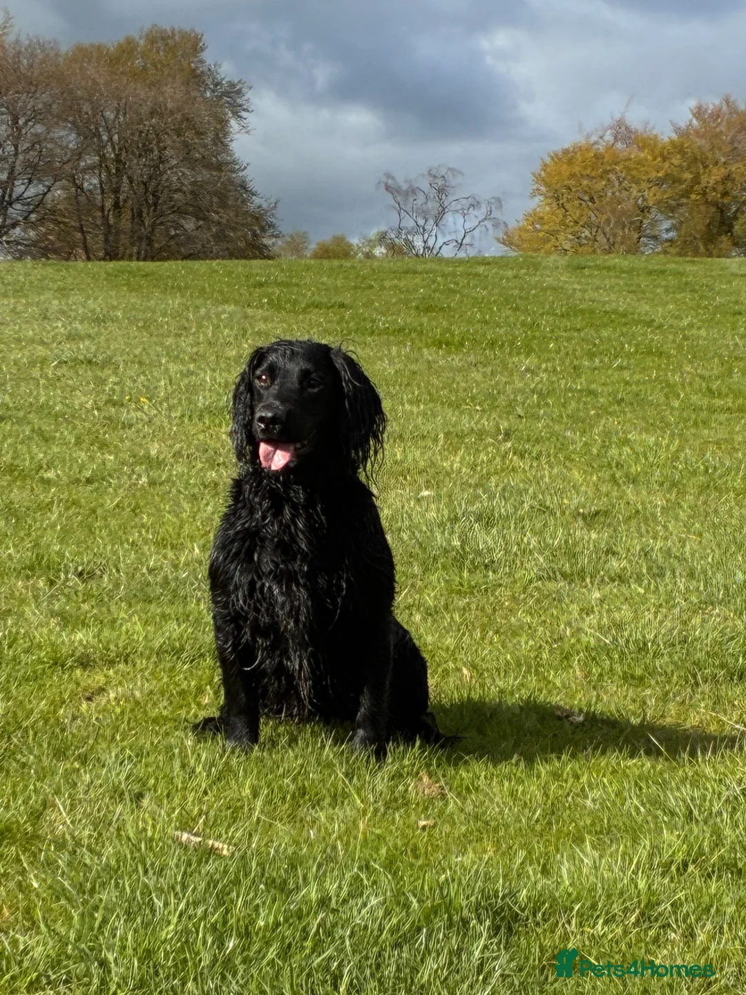 Sprocker dogs for sale: Working sprocker spaniel - Advert 7