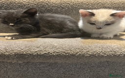 Mixed Breed cats for sale: Kittens for sale  - Image 6