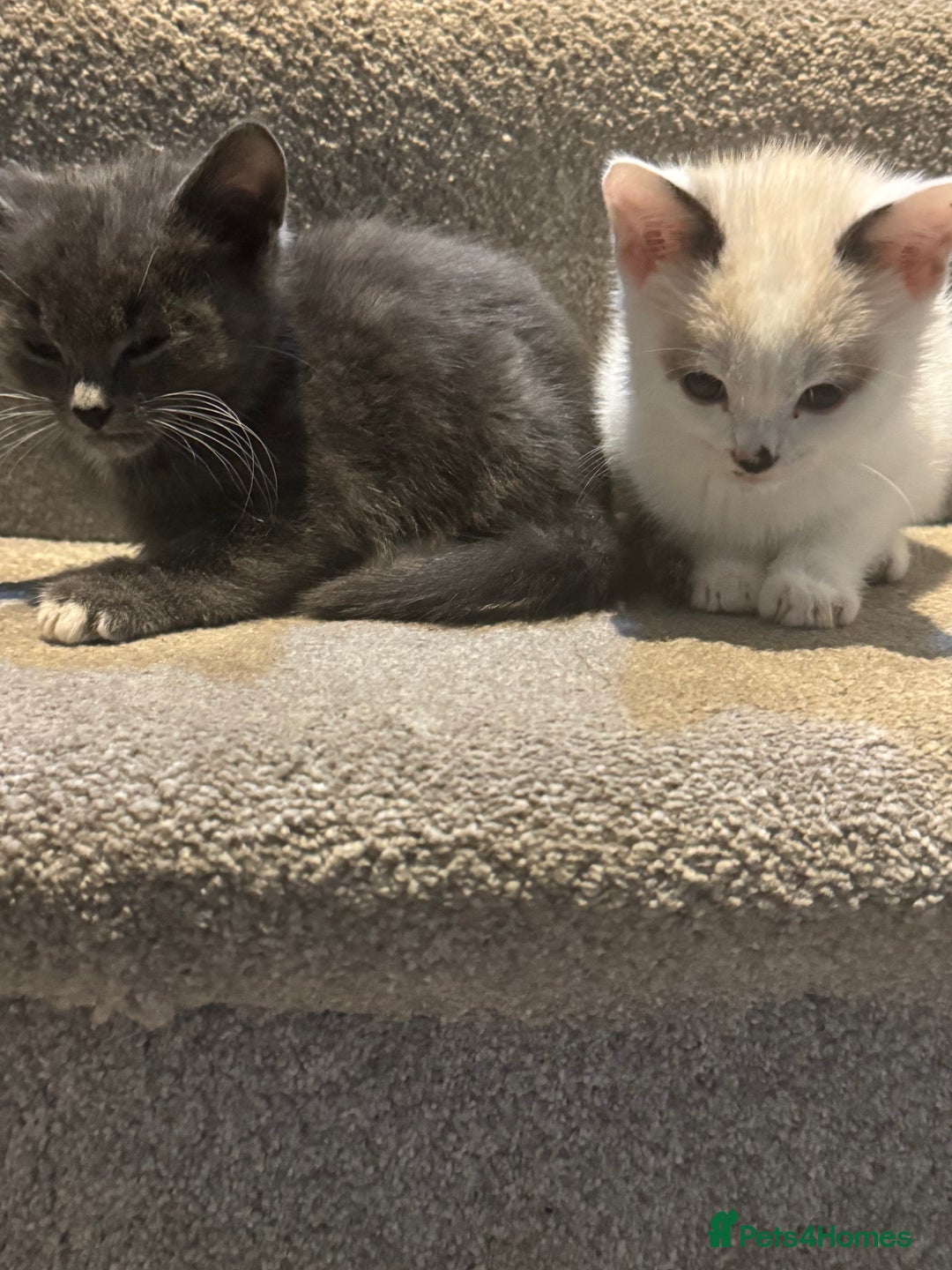 Mixed Breed cats for sale: Kittens for sale  - Image 6
