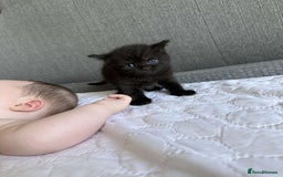 British Shorthair cats for sale: British short hair cross  - Image 5