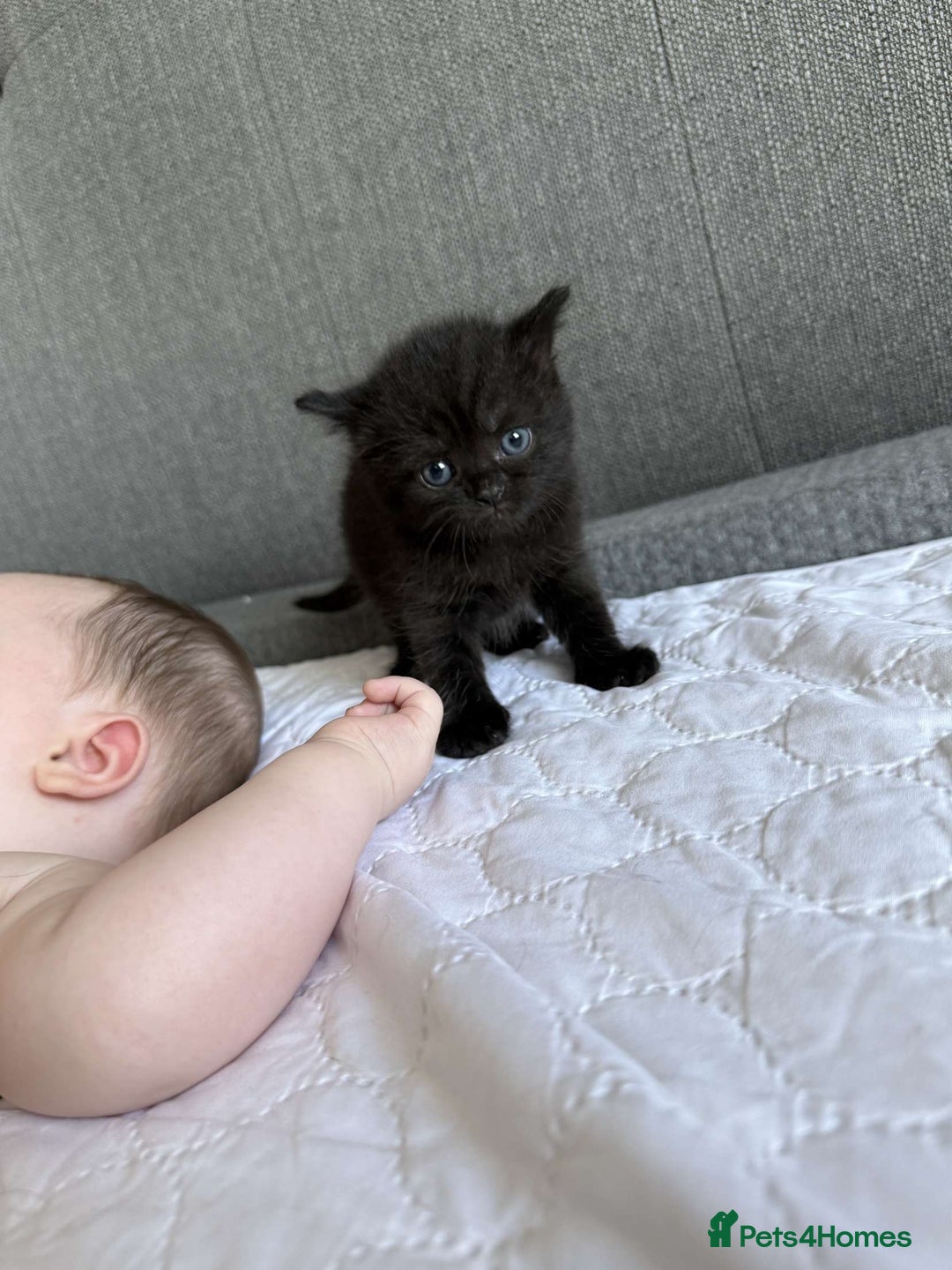 British Shorthair cats for sale: British short hair cross  - Image 5