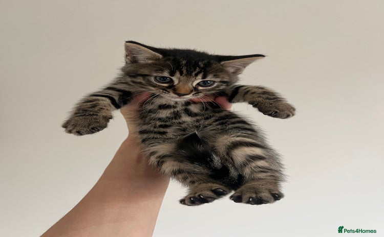 Bengal cats - Advert 7