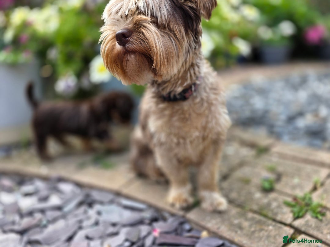 Yorkshire Terrier dogs for sale: Chocolate Yorkies  - Image 11