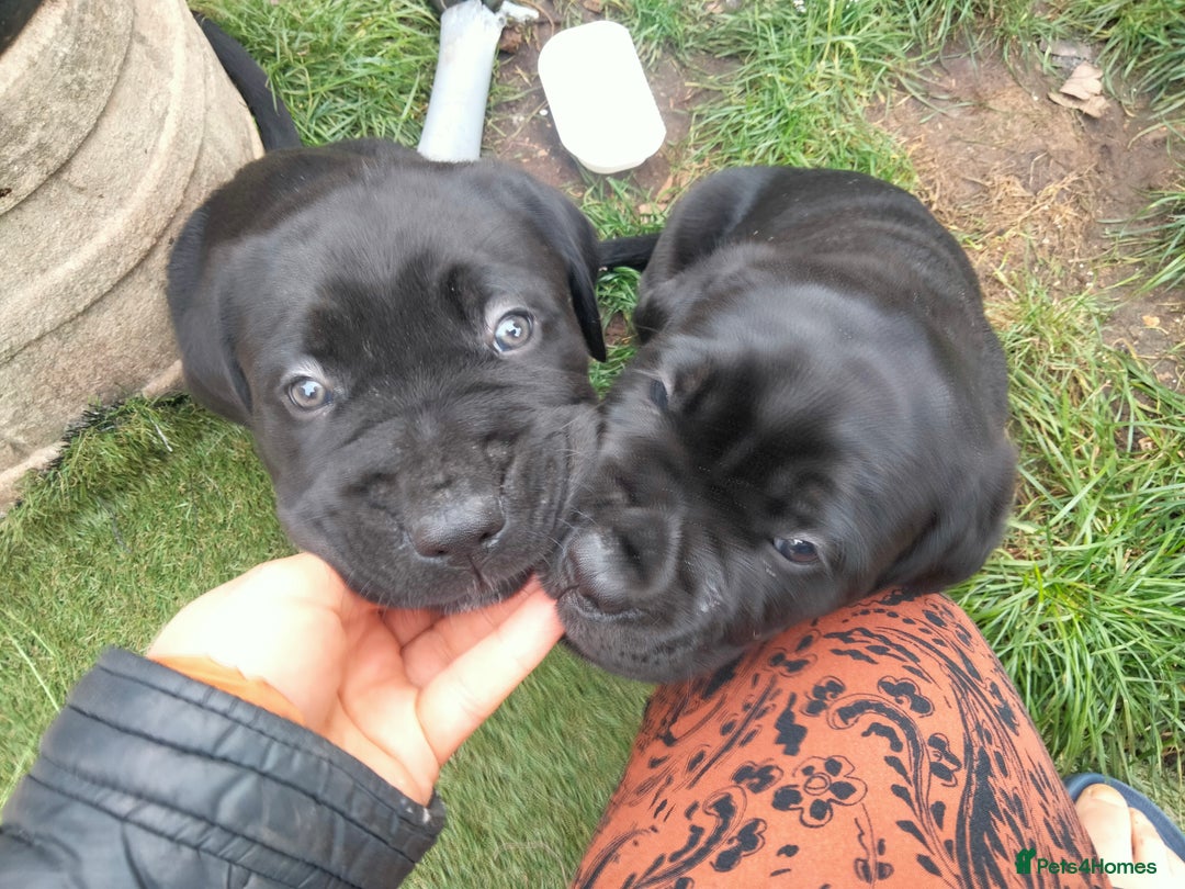 Cane Corso dogs for sale: Cane Corso puppies 14/11/25 - Image 22