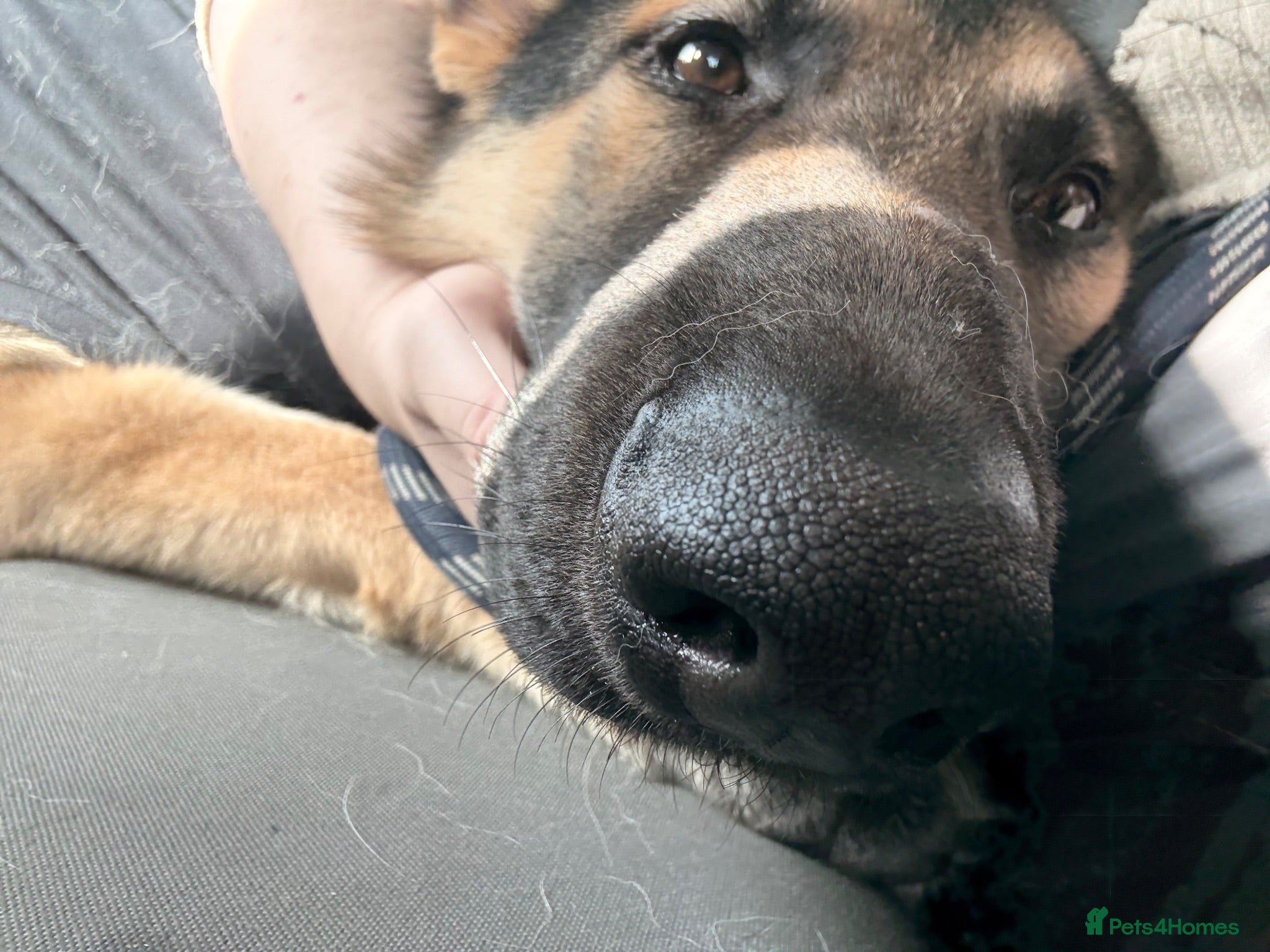 German Shepherd dogs pochi (GSD 1 year) - Advert 1