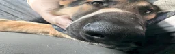 German Shepherd dogs for sale: pochi (GSD 1 year) in Brixham - Advert 1