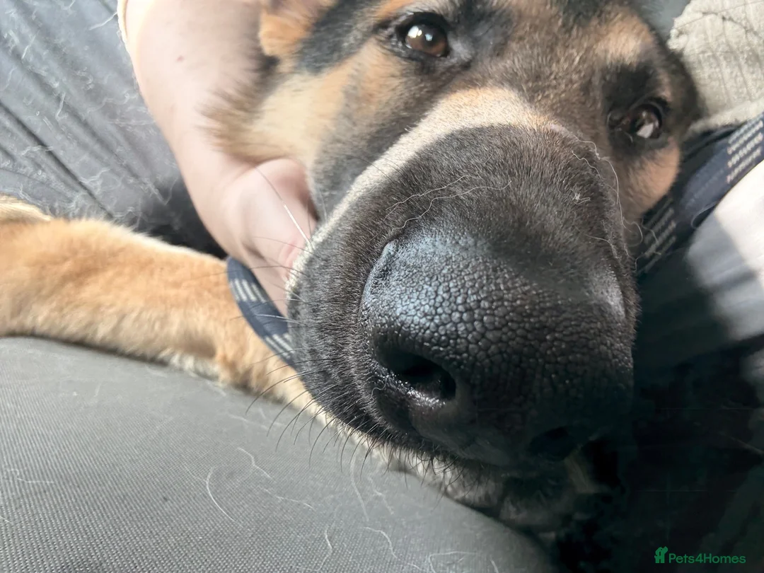 German Shepherd dogs for sale: pochi (GSD 1 year) in Brixham - Advert 1