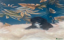 Shihpoo dogs for sale: Payment plans available Toy shihpoo puppies  - Image 2