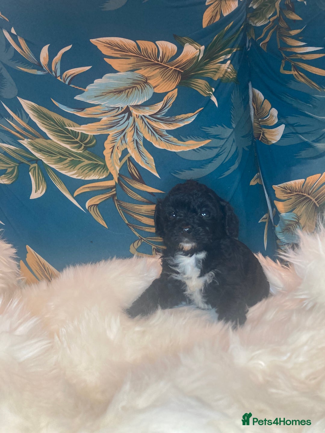 Shihpoo dogs for sale: Payment plans available Toy shihpoo puppies  - Image 2
