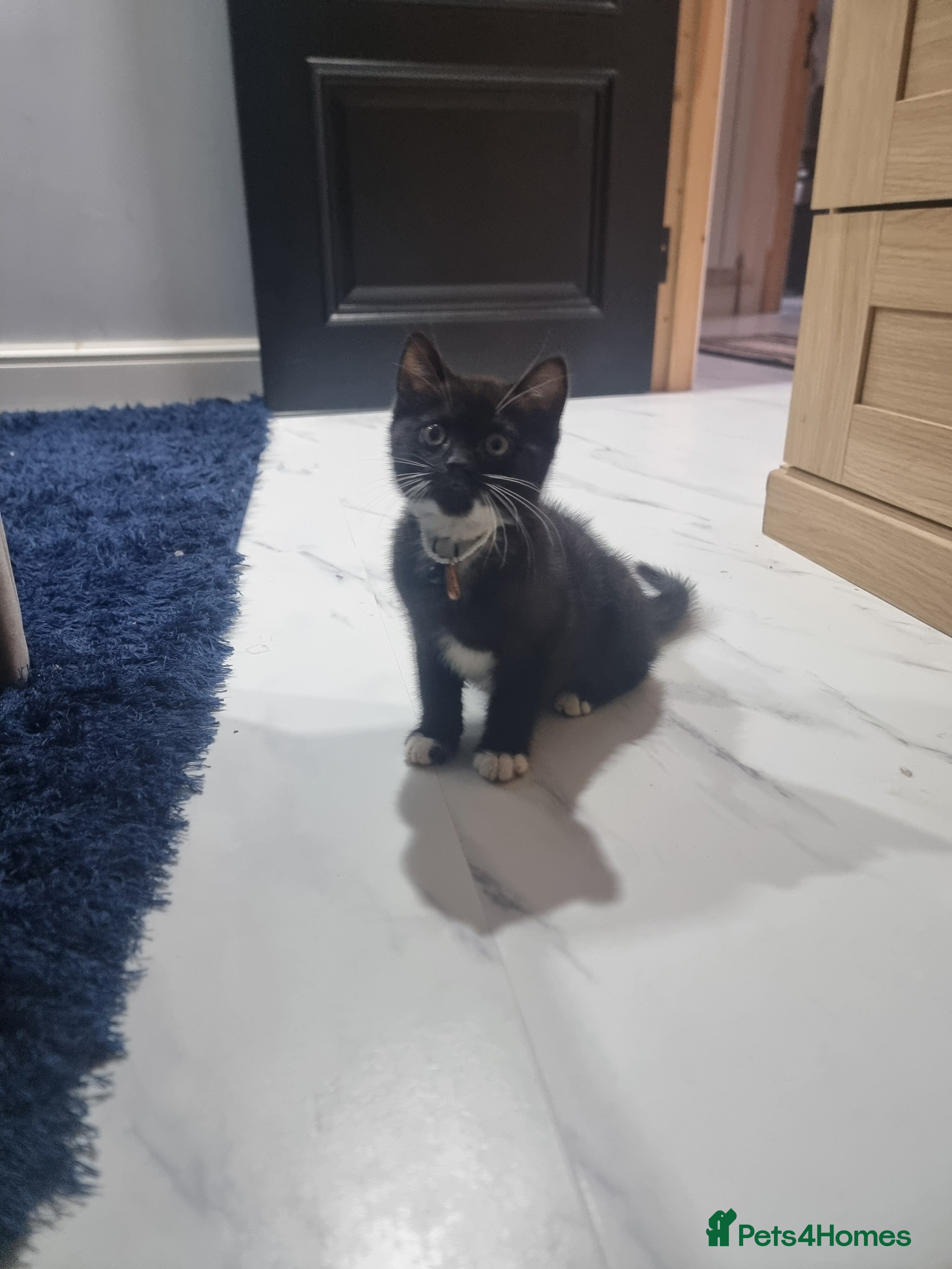 British Shorthair cats British shorthair kitten - Advert 3