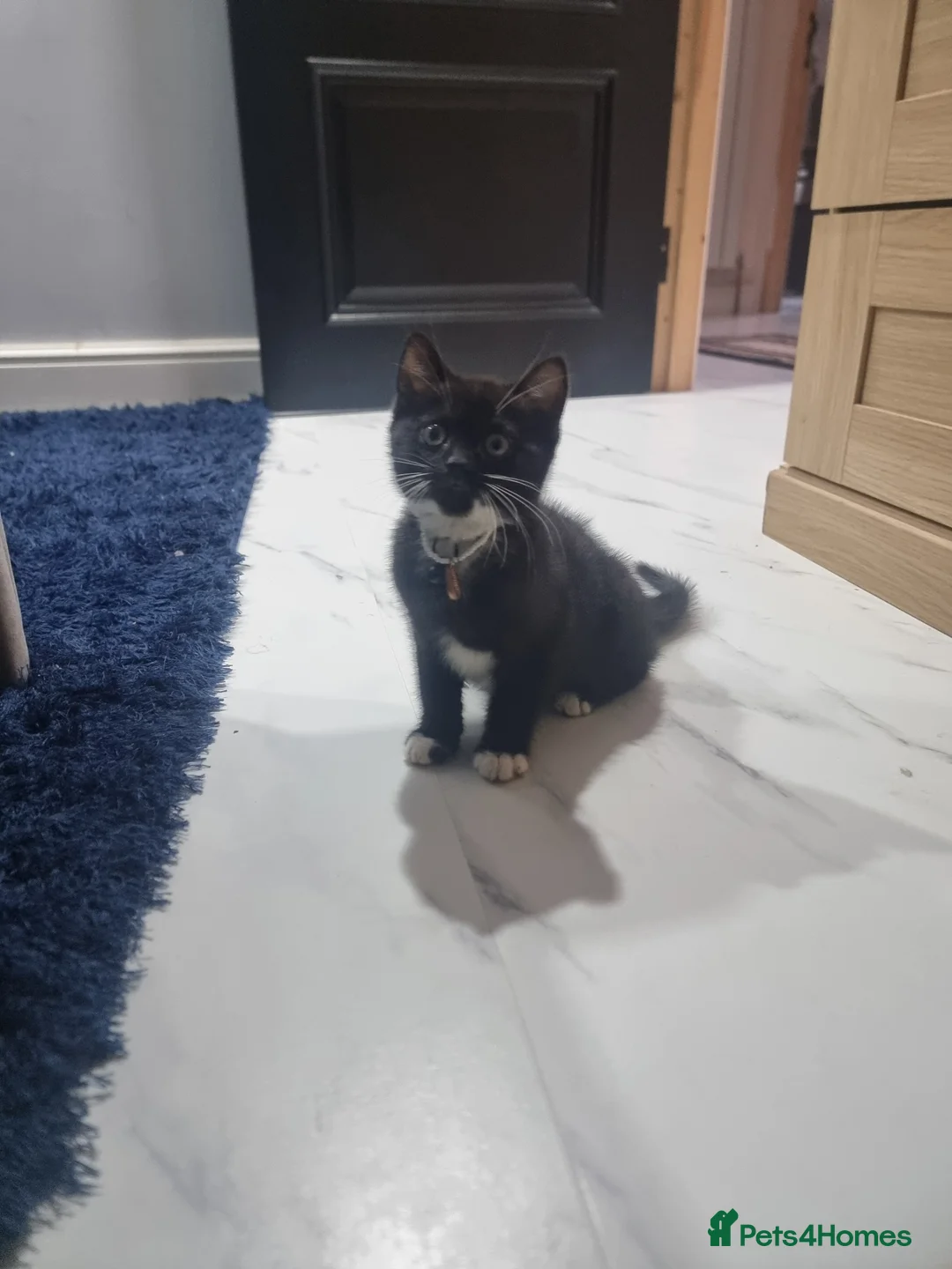 British Shorthair cats for sale: British shorthair kitten - Advert 1