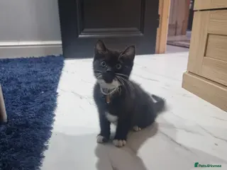 British Shorthair cats British shorthair kitten - Advert 3