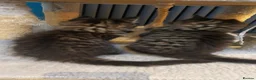 Maine Coon cats for sale: Maine coon x bengal x russian blue mixed litter - Advert 9
